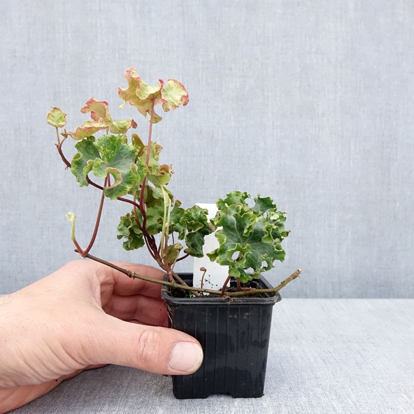 Spécimen de Lierre commun - Hedera helix Clotted Cream godet 8/9cm tel que livré au printemps