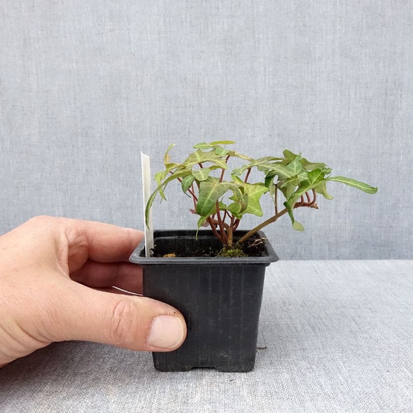 Spécimen de Lierre commun - Hedera helix Courage godet 8/9cm tel que livré au printemps