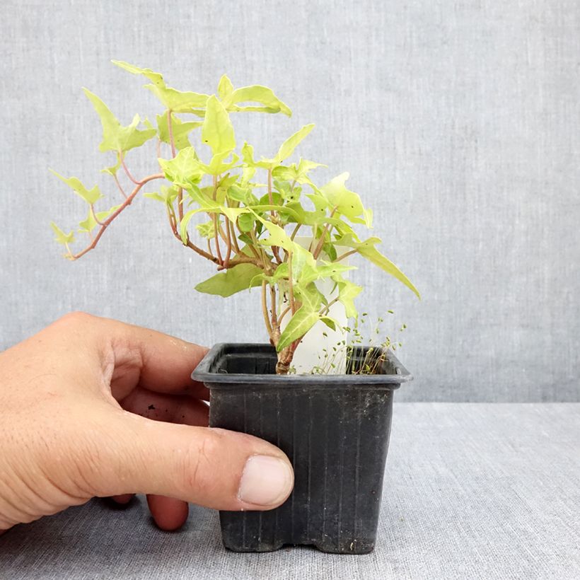 Spécimen de Lierre commun - Hedera helix Courage Godet de 8/9 cm tel que livré en été