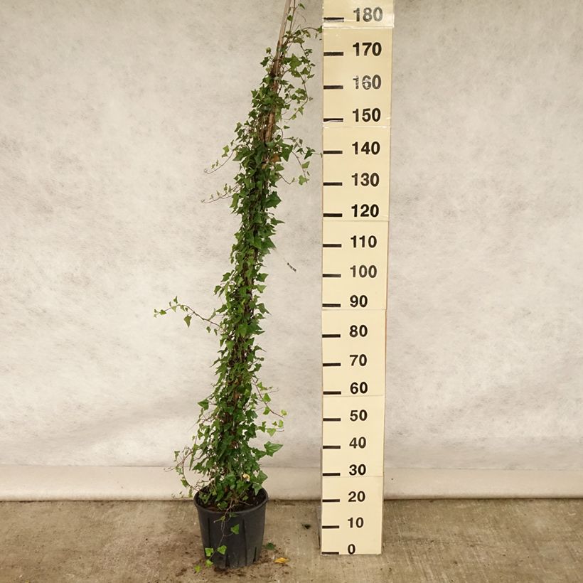 Spécimen de Lierre commun - Hedera helix Pot de 7,5L/10L tel que livré en été