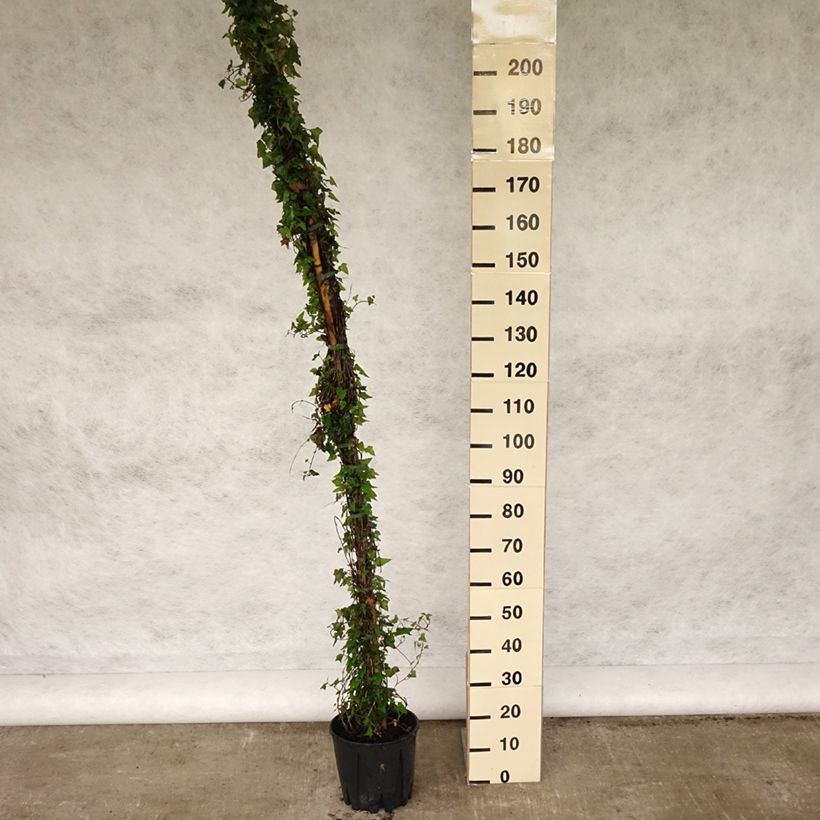 Spécimen de Lierre commun - Hedera helix en pot de 7,5l/10l tel que livré au printemps