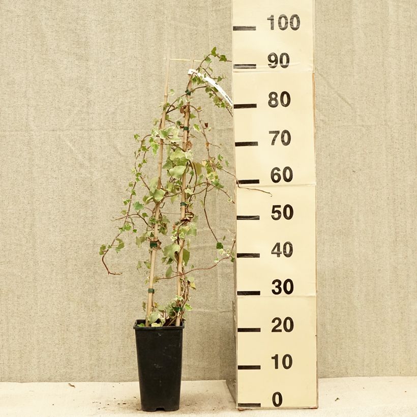 Spécimen de Lierre commun - Hedera helix Eva Pot de 2L/3L tel que livré en été