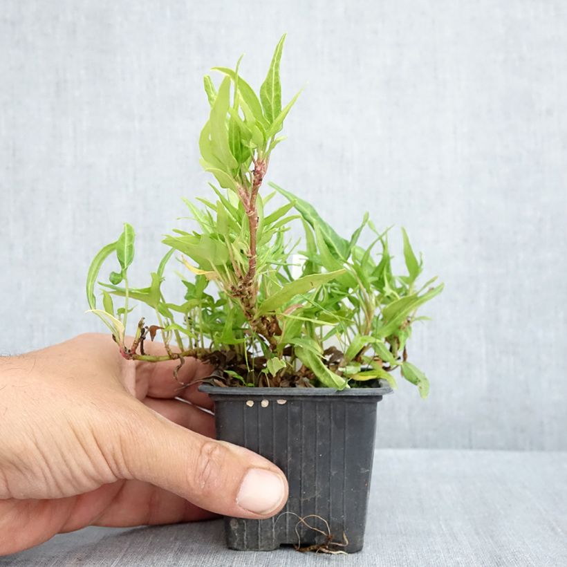 Spécimen de Lierre commun - Hedera helix Evergreen Godet de 8/9 cm tel que livré au printemps