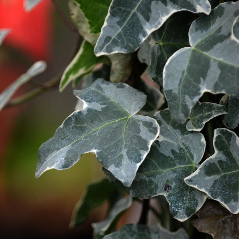 Lierre commun - Hedera helix Glacier (Feuillage)