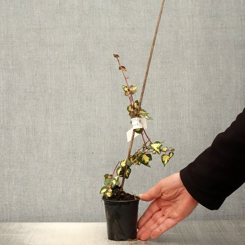 Spécimen de Lierre commun - Hedera helix Goldheart en godet de 9cm tel que livré au printemps
