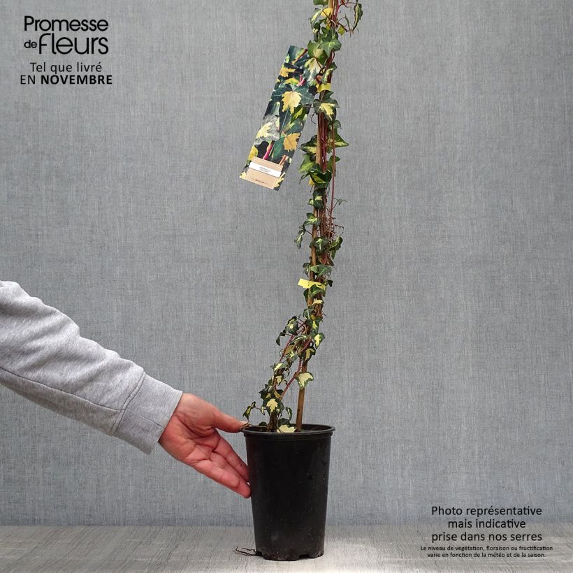 Spécimen de Lierre commun - Hedera helix Goldheart Pot de 1,5L/2L tel que livré en automne