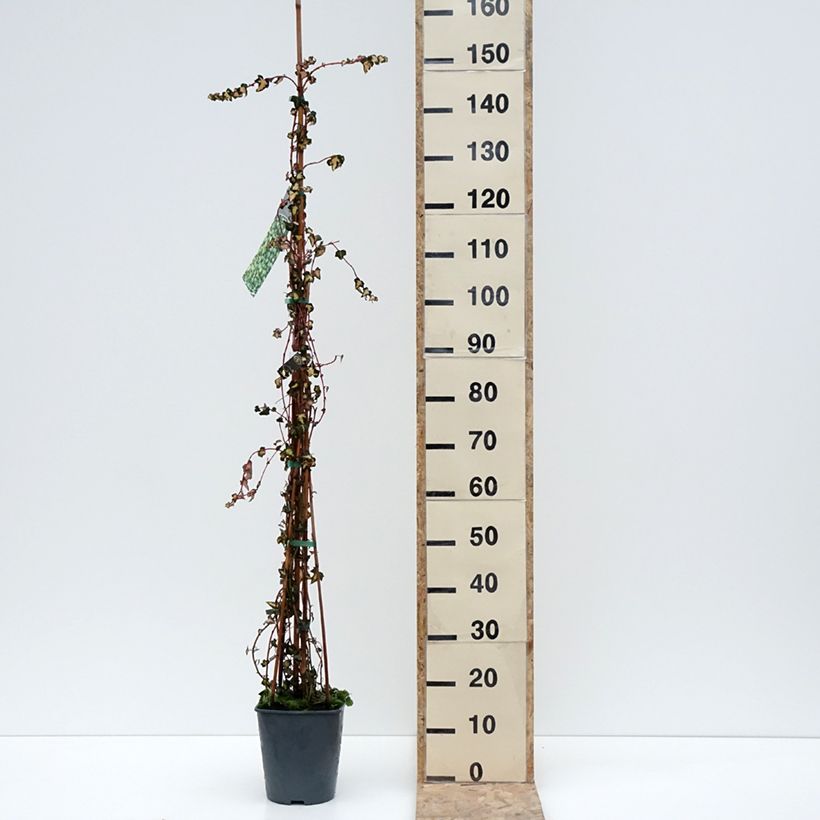 Spécimen de Lierre commun - Hedera helix Goldheart Pot de 4L/5L tel que livré en hiver