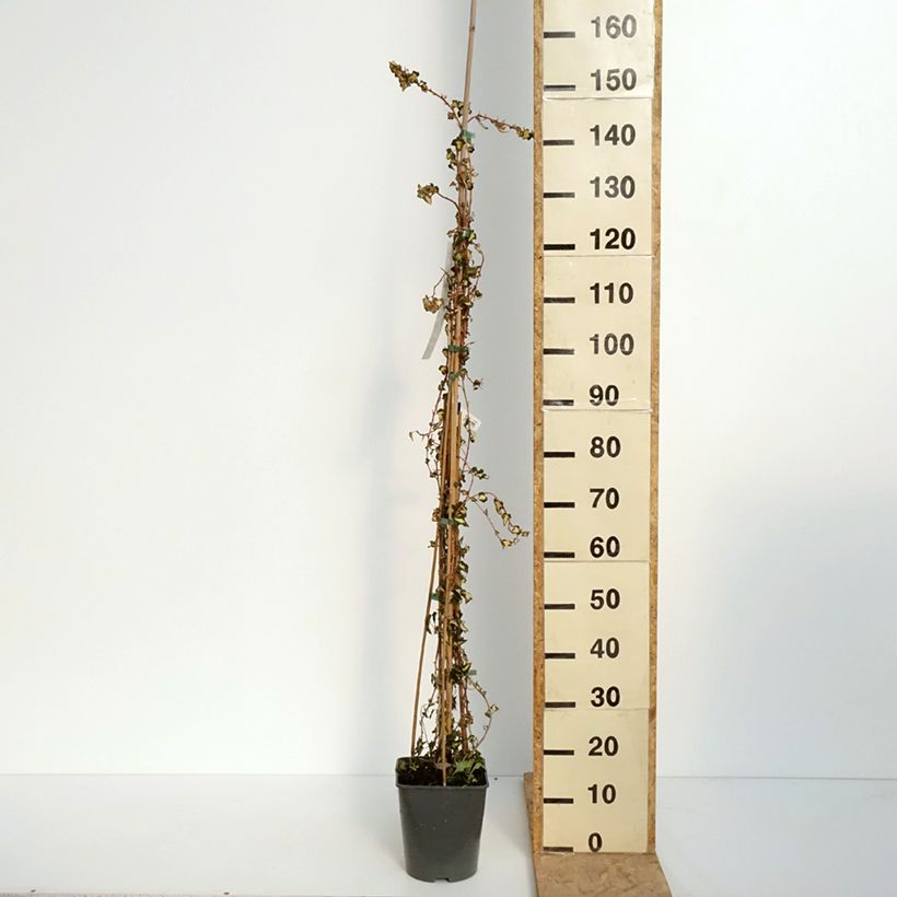 Spécimen de Lierre commun - Hedera helix Goldheart en pot de 5L tel que livré au printemps