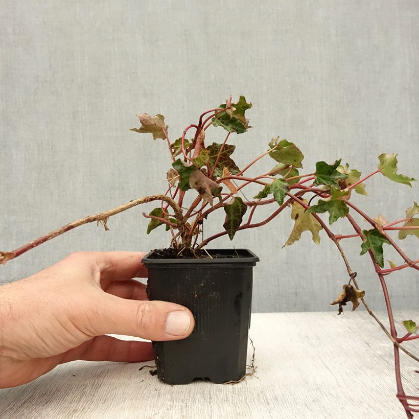 Spécimen de Lierre commun - Hedera helix Ivalace Godet de 8/9 cm tel que livré en automne