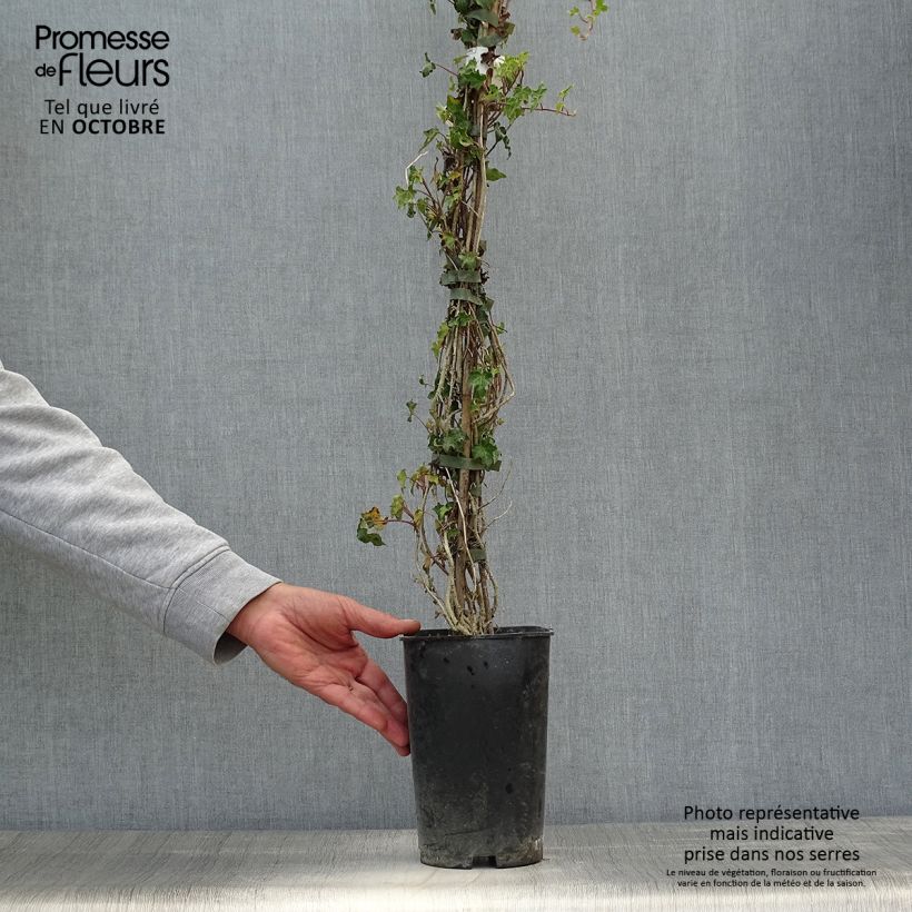 Spécimen de Lierre commun - Hedera helix Ivalace Pot de 2L/3L tel que livré en automne