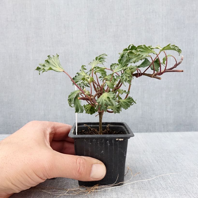 Spécimen de Lierre commun - Hedera helix Ivalace Mutation godet 8/9cm tel que livré au printemps