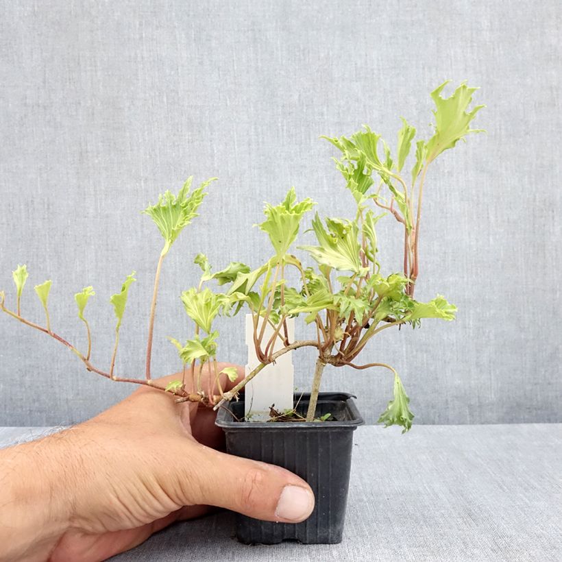 Spécimen de Lierre commun - Hedera helix Ivalace Mutation Godet de 8/9 cm tel que livré en été