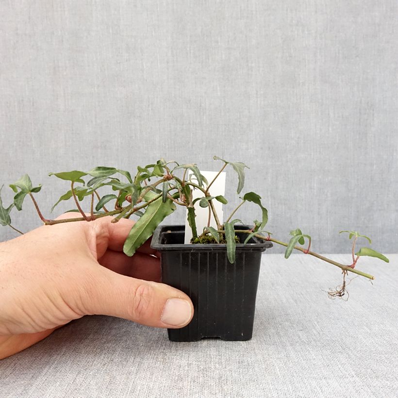 Spécimen de Lierre commun - Hedera helix Kappeln godet 8/9cm tel que livré au printemps