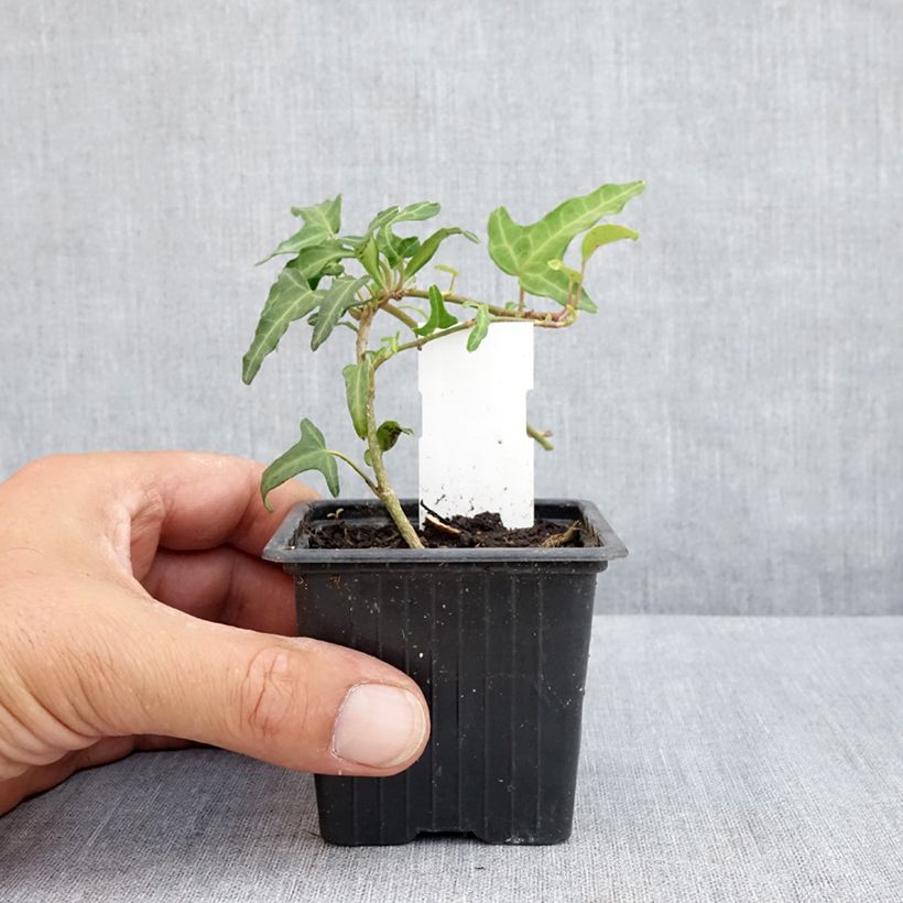 Spécimen de Lierre commun - Hedera helix Kappeln Godet de 8/9 cm tel que livré en été