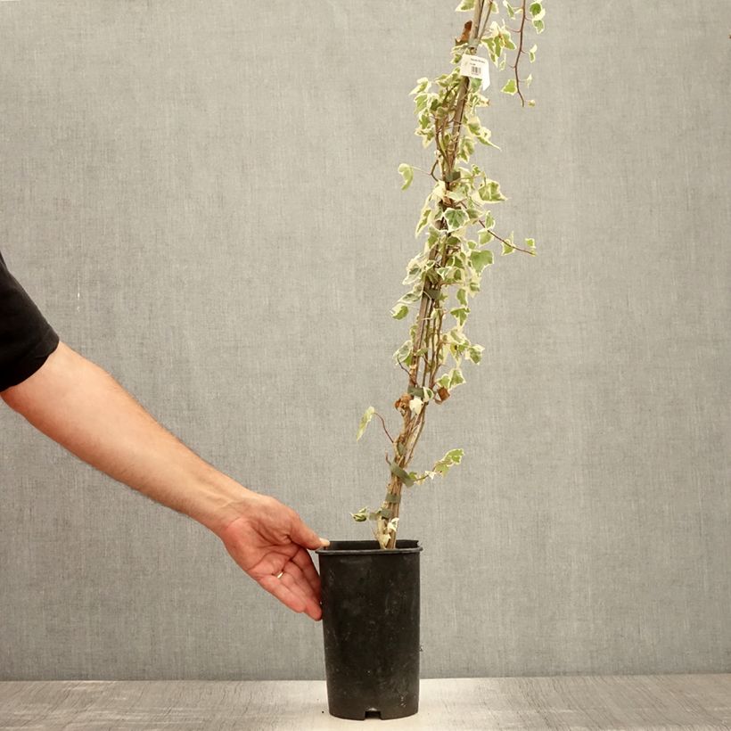 Spécimen de Lierre commun - Hedera helix Little Diamond Pot de 3L/4L tel que livré en été