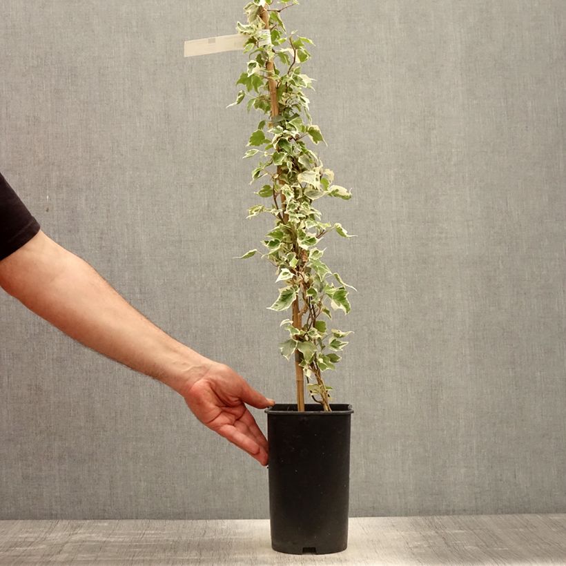 Spécimen de Lierre commun - Hedera helix Little Diamond en pot de 3l/4l tel que livré au printemps