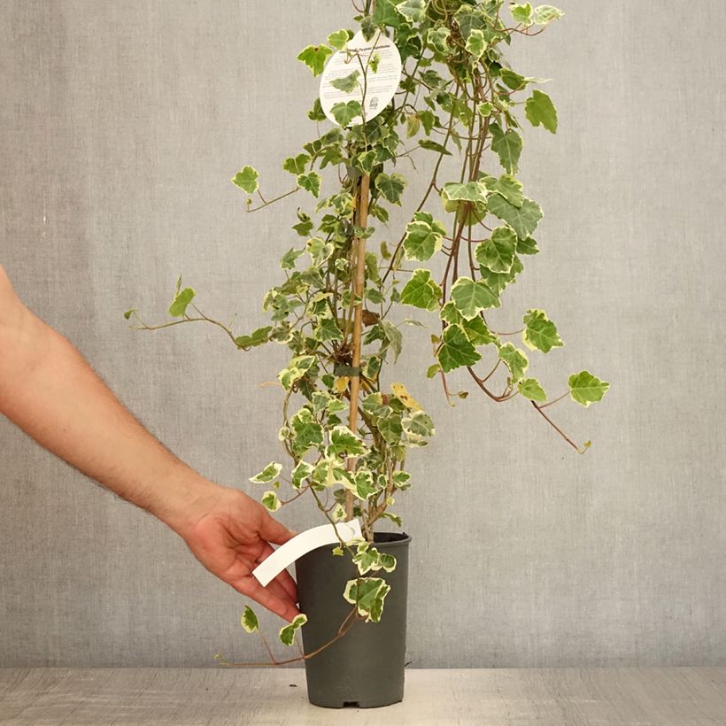 Spécimen de Lierre commun - Hedera helix Marginata Elegantissima Pot de 2L/3L tel que livré en été