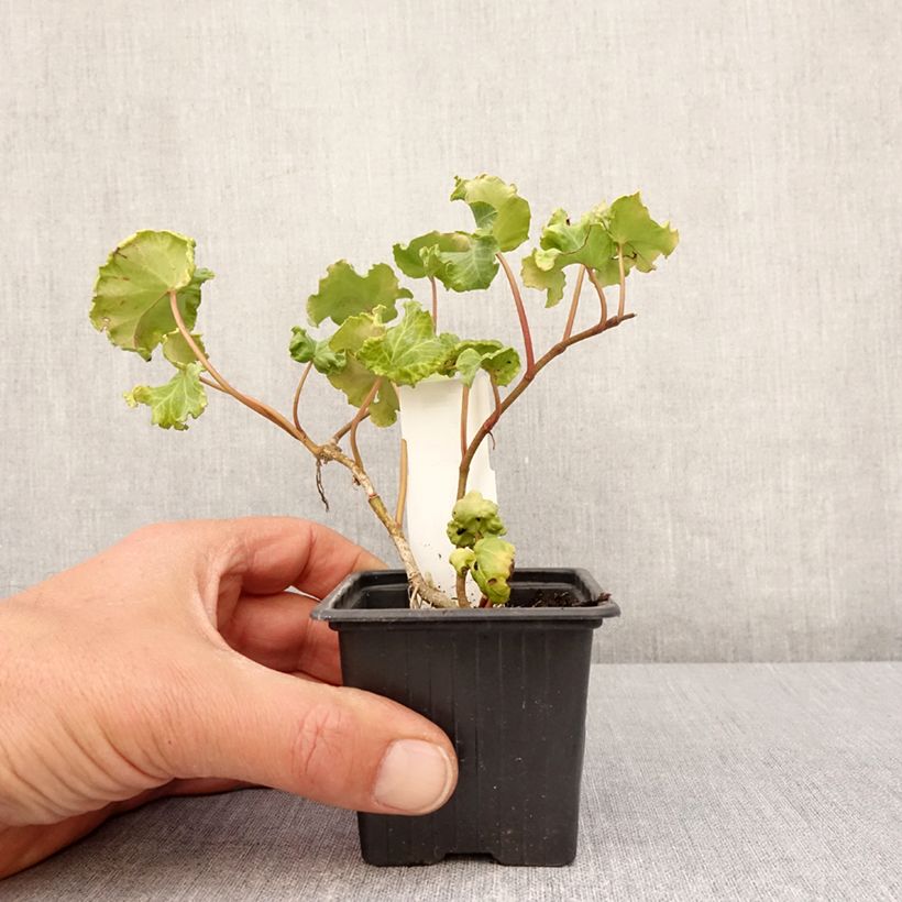 Spécimen de Lierre commun - Hedera helix Obelix godet 8/9cm tel que livré au printemps