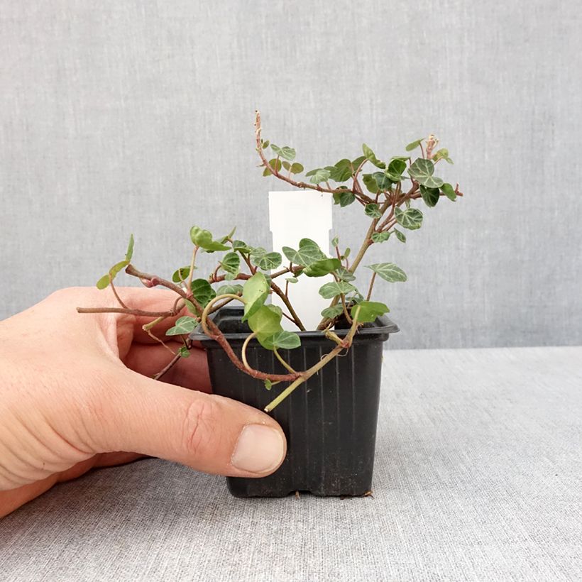 Spécimen de Lierre commun - Hedera helix Peter Pan godet 8/9cm tel que livré au printemps