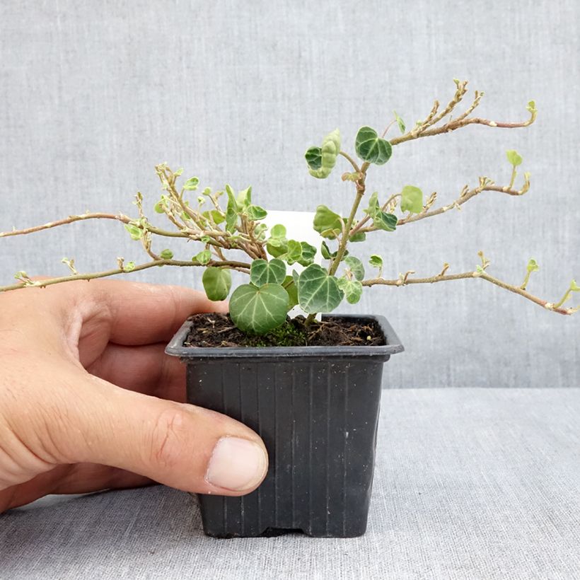 Spécimen de Lierre commun - Hedera helix Peter Pan Godet de 8/9 cm tel que livré en été