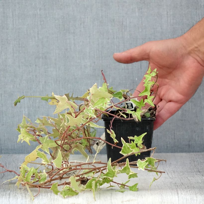 Spécimen de Lierre commun - Hedera helix Sagittifolia Variegata Godet de 8/9 cm tel que livré en été