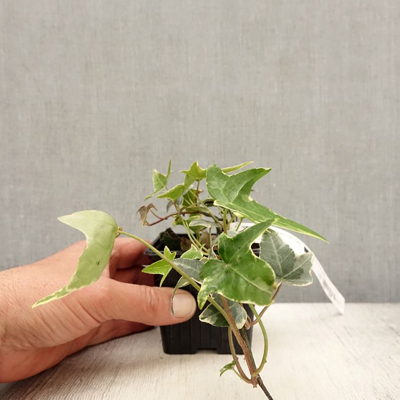Spécimen de Lierre commun - Hedera helix Sagittifolia Variegata Godet de 8/9 cmHauteur livrée env. 15/20cm tel que livré au printemps
