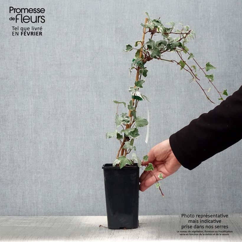 Spécimen de Lierre commun - Hedera helix Sagittifolia Variegata Pot de 1,5L/2L tel que livré en hiver
