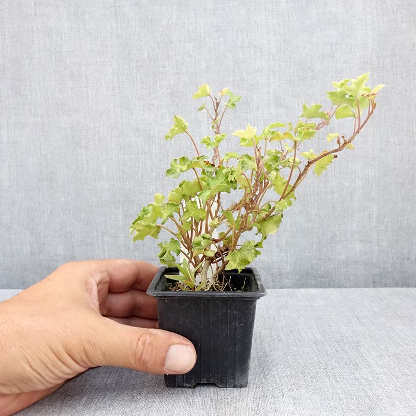 Spécimen de Lierre commun - Hedera helix Tango Godet de 8/9 cm tel que livré en été