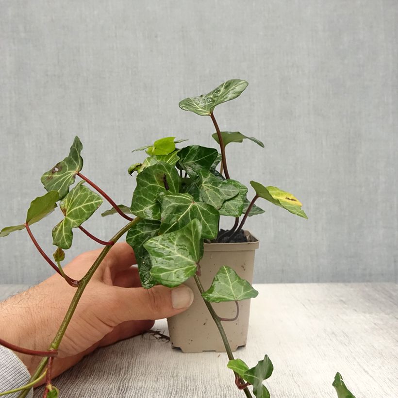 Spécimen de Lierre commun - Hedera helix Woerner en godet de 9cm tel que livré au printemps