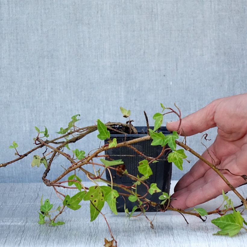 Spécimen de Lierre commun nain - Hedera helix Shamrock Godet de 8/9 cm tel que livré en été