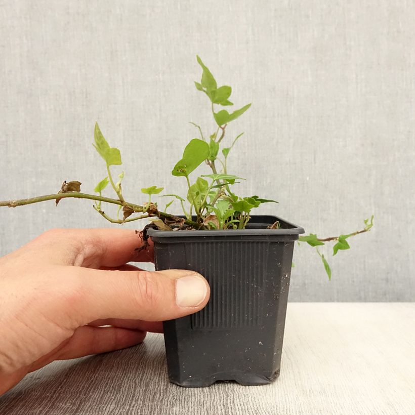 Spécimen de Lierre commun nain - Hedera helix Shamrock en godet de 9cm tel que livré au printemps