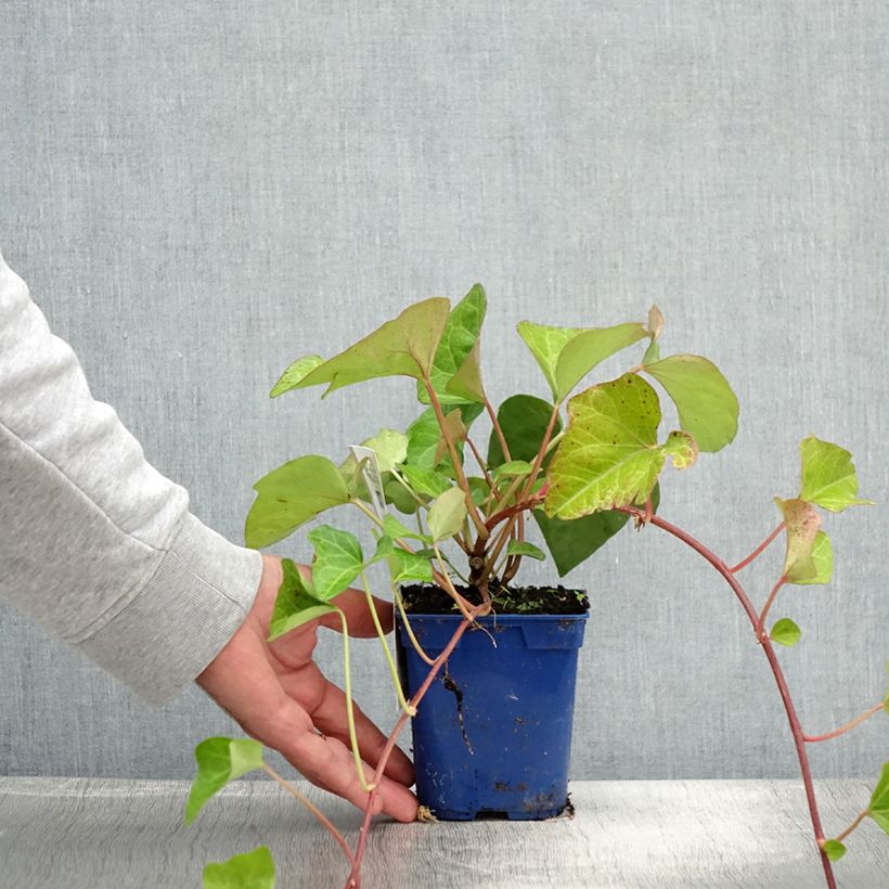 Spécimen de Lierre couvre-sol - Hedera Algerian Bellecour Pot de 1L/1,5L tel que livré en été