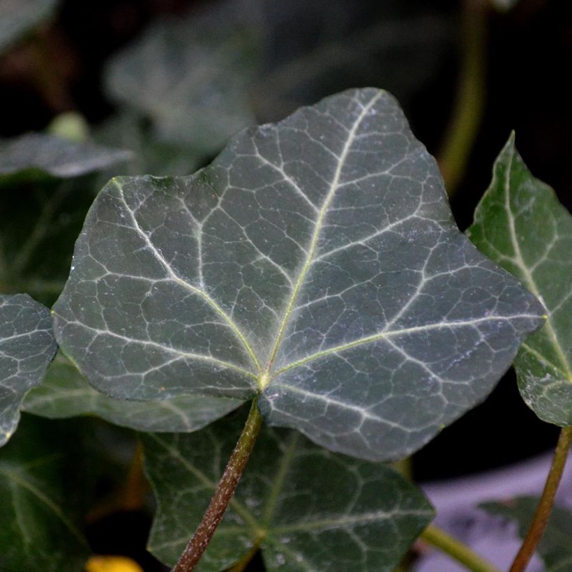 Lierre d'Irlande - Hedera hibernica (Feuillage)