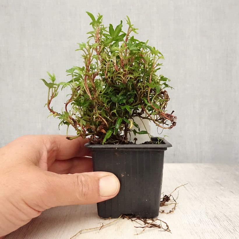 Spécimen de Lierre d'ornement - Hedera helix Dyinnii Godet de 8/9 cm tel que livré en été