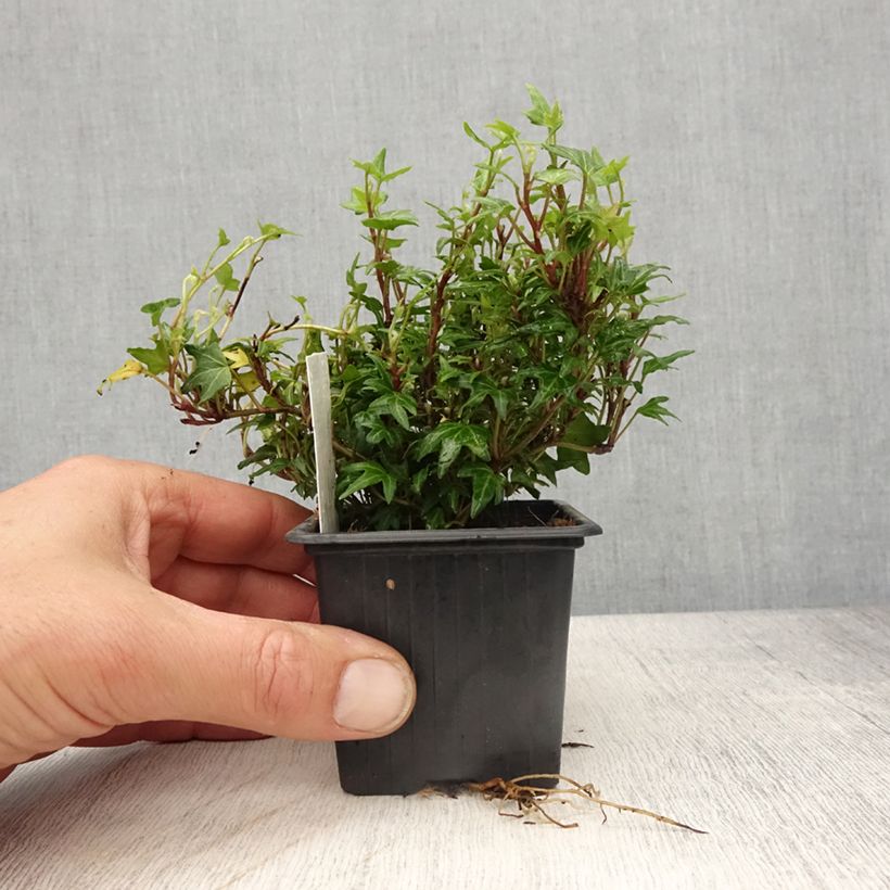 Spécimen de Lierre d'ornement - Hedera helix Dyinnii - Godet de 8/9 cm tel que livré au printemps