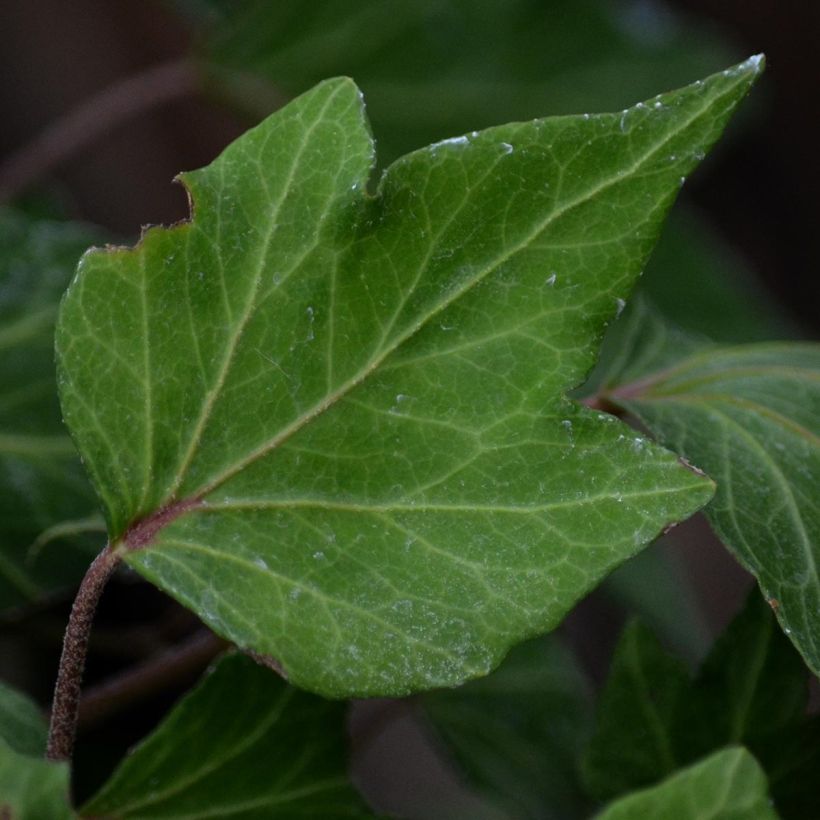 Lierre d'ornement - Hedera helix Green Ripple (Feuillage)