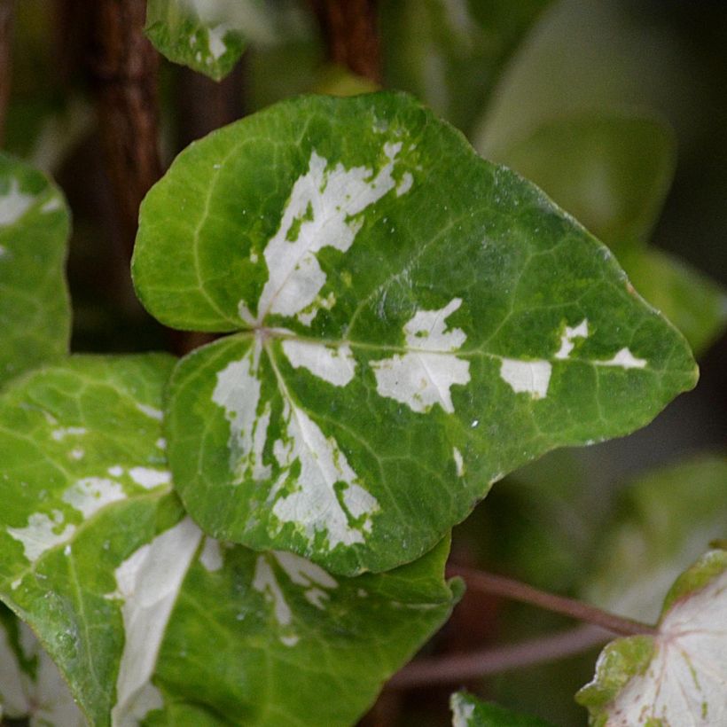 Lierre d'ornement - Hedera helix Kolibri (Feuillage)