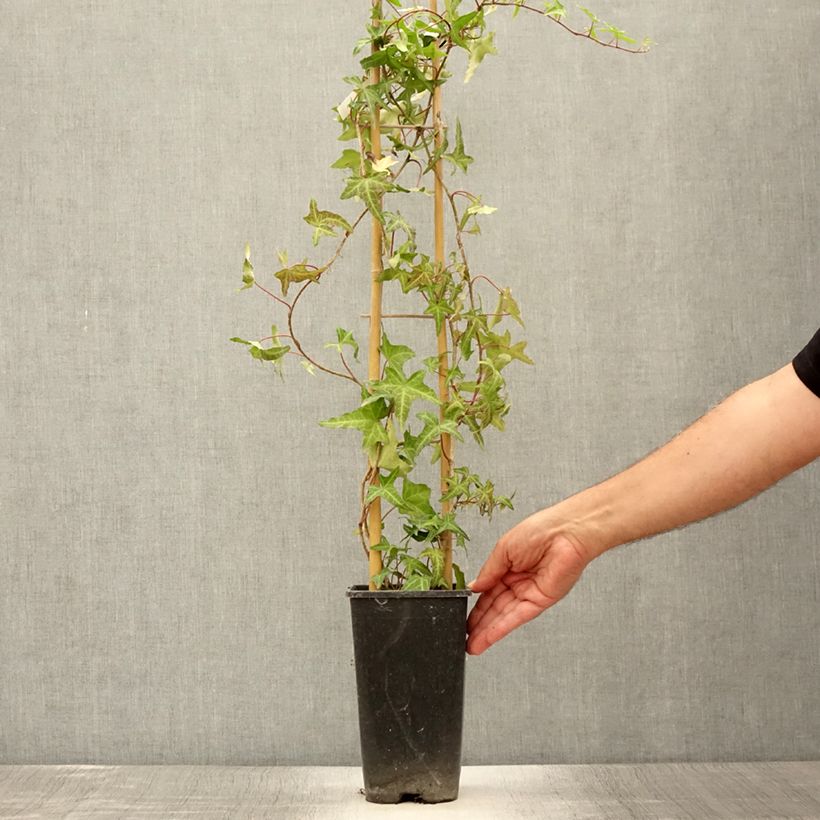 Spécimen de Lierre d'ornement - Hedera helix Sagittifolia Pot de 2L/3L tel que livré en été