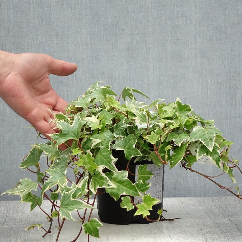 Spécimen de Lierre d'ornement - Hedera helix White Ripple Pot de 1,5L/2L tel que livré en été