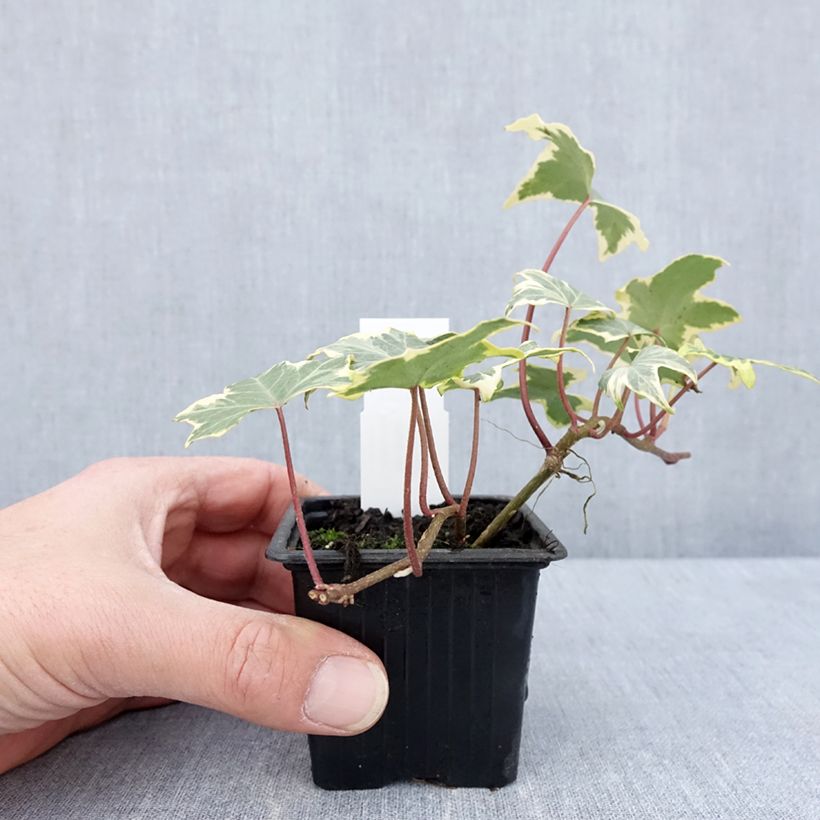 Spécimen de Lierre d'ornement - Hedera helix Yellow Ripple 'Golden Starlight' - Godet de 8/9 cm tel que livré au printemps