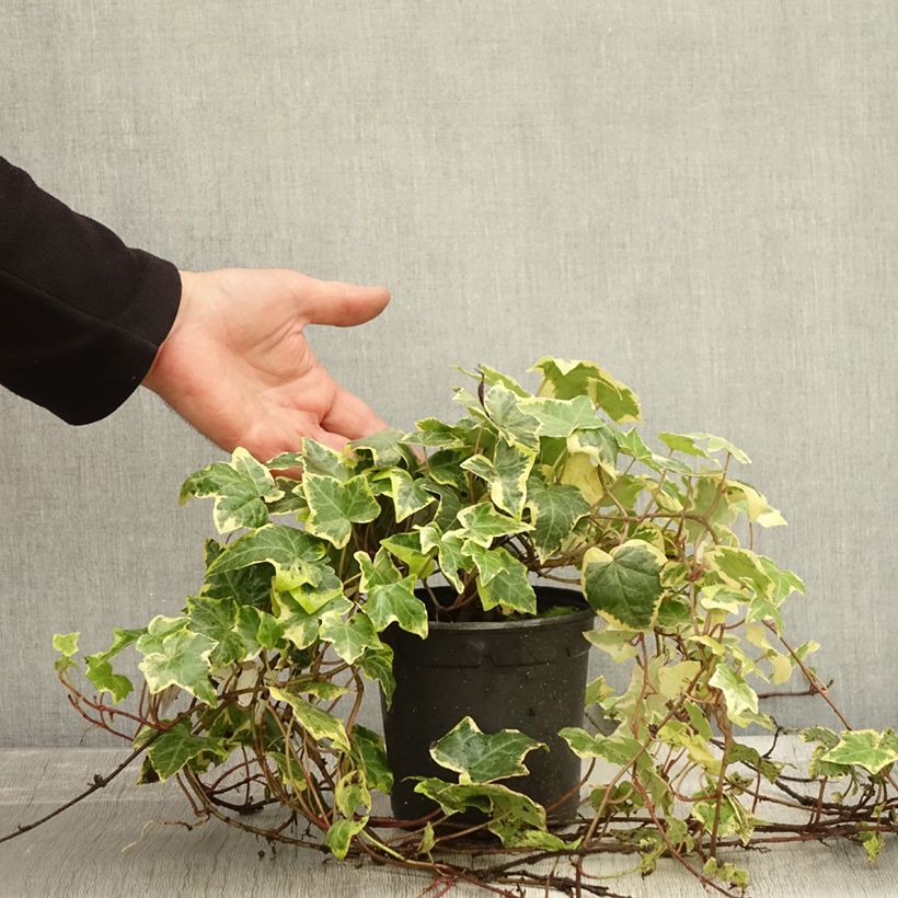Spécimen de Lierre d'ornement - Hedera helix Yellow Ripple 'Golden Starlight' Pot de 1,5L/2L tel que livré en automne