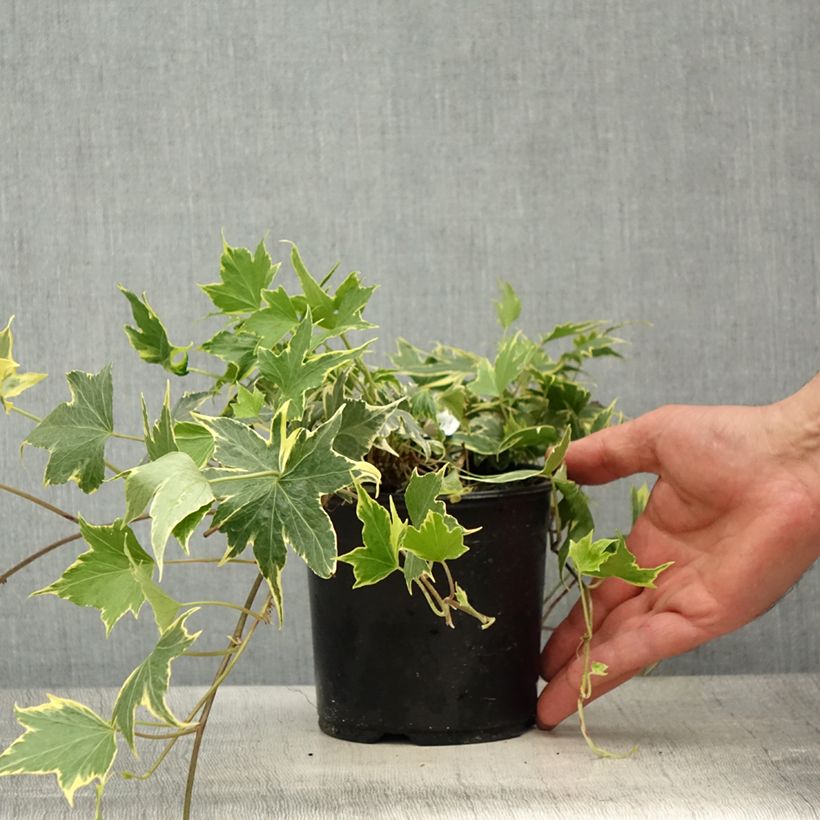 Spécimen de Lierre d'ornement - Hedera helix Yellow Ripple 'Golden Starlight' - Pot de 1,5L/2L tel que livré au printemps
