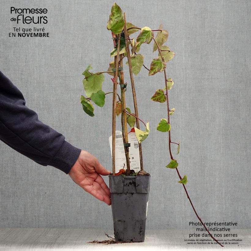 Spécimen de Lierre de Colchide - Hedera colchica Dentata Variegata Pot de 1L/1,5L tel que livré en automne