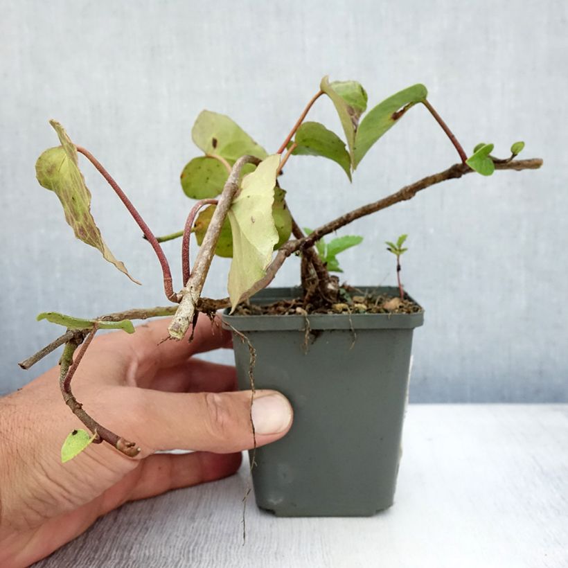 Spécimen de Lierre de Colchide - Hedera colchica Godet de 8/9 cm tel que livré en été