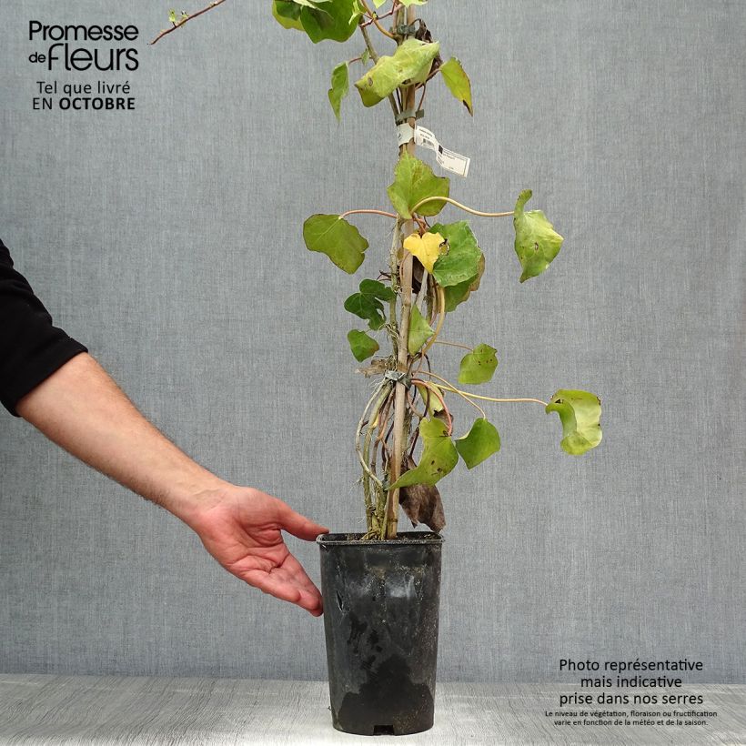 Spécimen de Lierre de Colchide - Hedera colchica Pot de 2L/3L tel que livré en automne