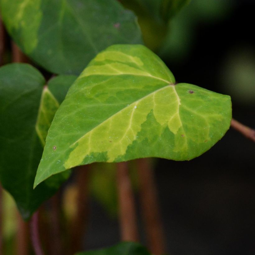 Lierre de Colchide - Hedera colchica Sulphur Heart (Feuillage)