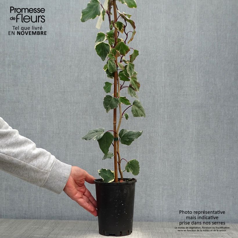 Spécimen de Lierre des Canaries - Hedera algeriensis Gloire de Marengo Pot de 2L/3L tel que livré en automne