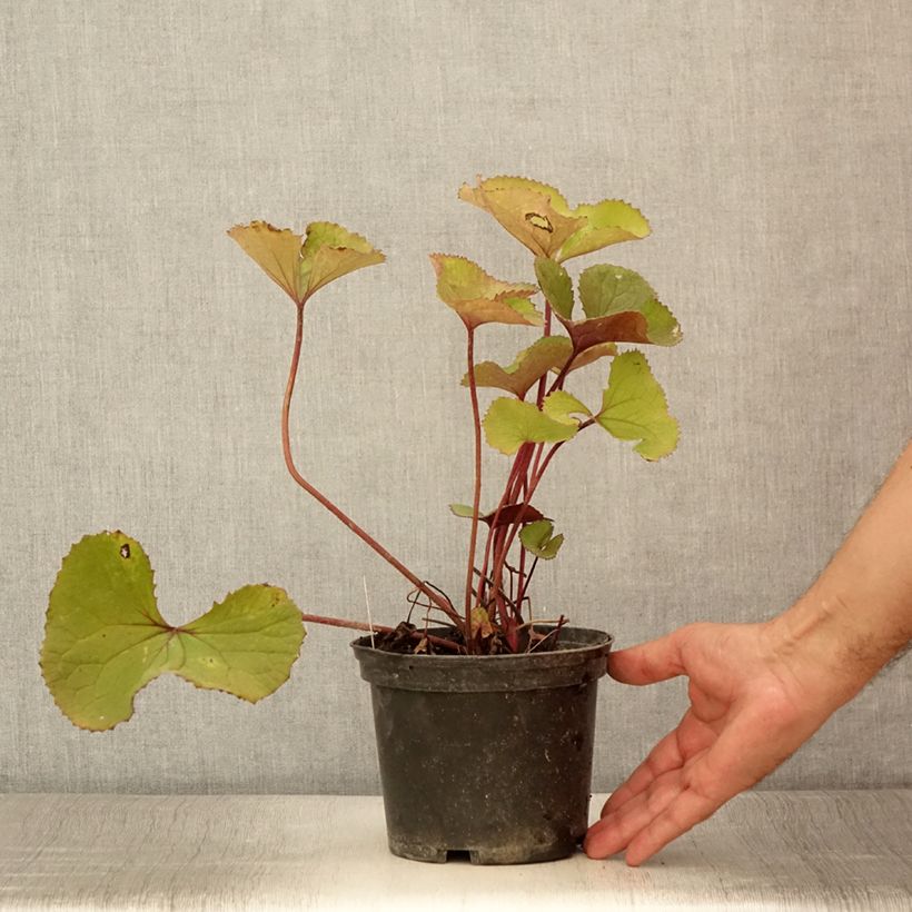 Spécimen de Ligulaire hessei Lanternchern - Ligularia x hessei Lanternchen Pot de 2L/3L tel que livré en été