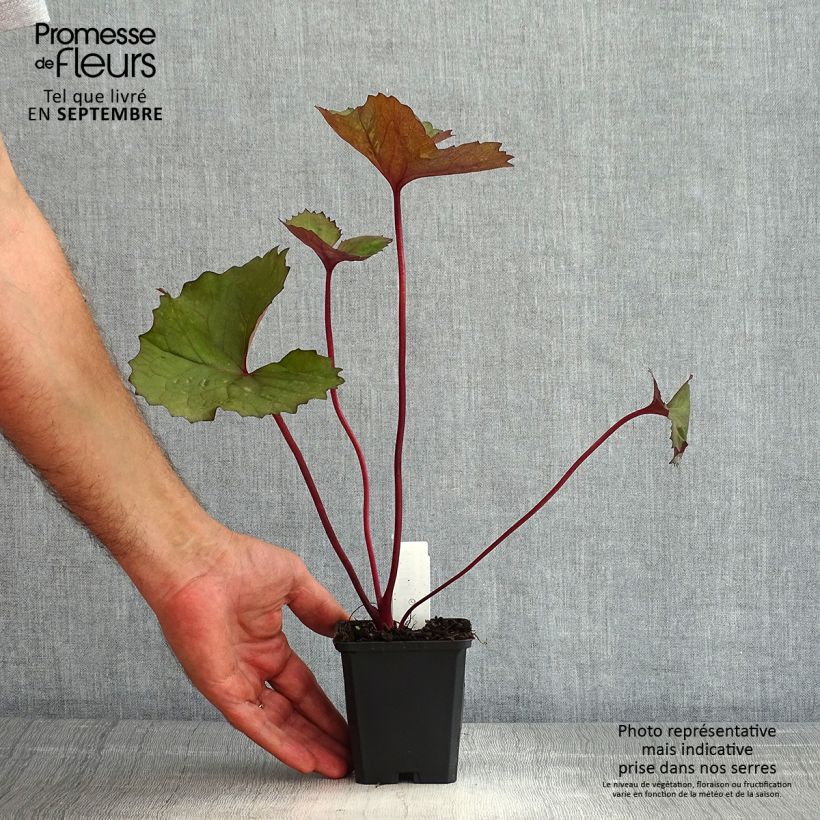 Spécimen de Ligulaire - Ligularia dentata Desdemona  Godet de 8/9 cm tel que livré en été