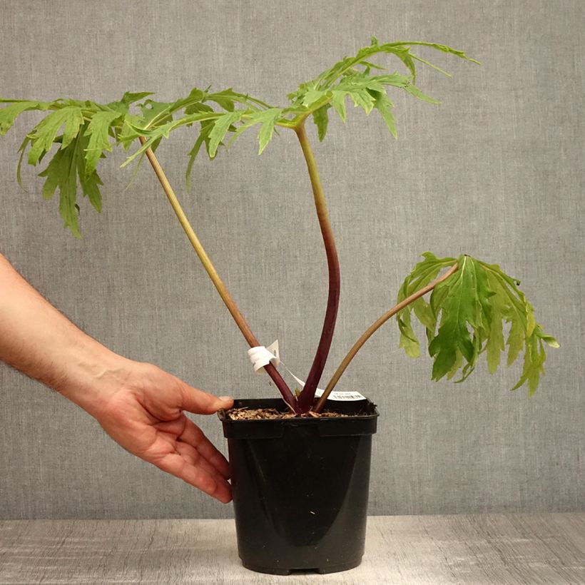 Spécimen de Ligulaire - Ligularia japonica Rising Sun Pot de 2L/3L tel que livré en été